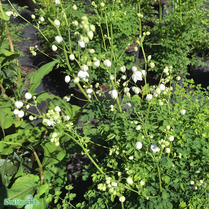 Thalictrum delavayi 'Splendide White' A-kval