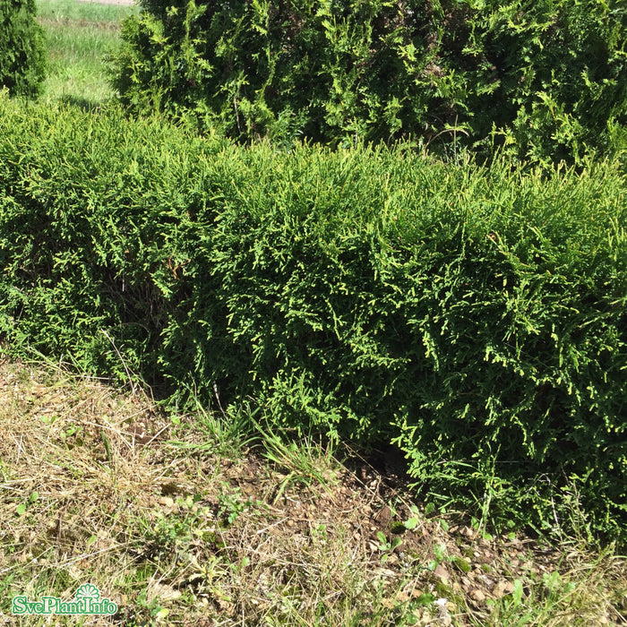 Thuja occidentalis 'Tiny Tim' C7,5 30-40cm