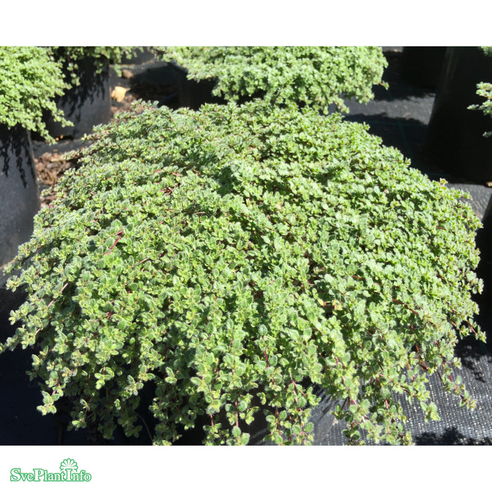 Thymus pseudolanuginosus A-kval