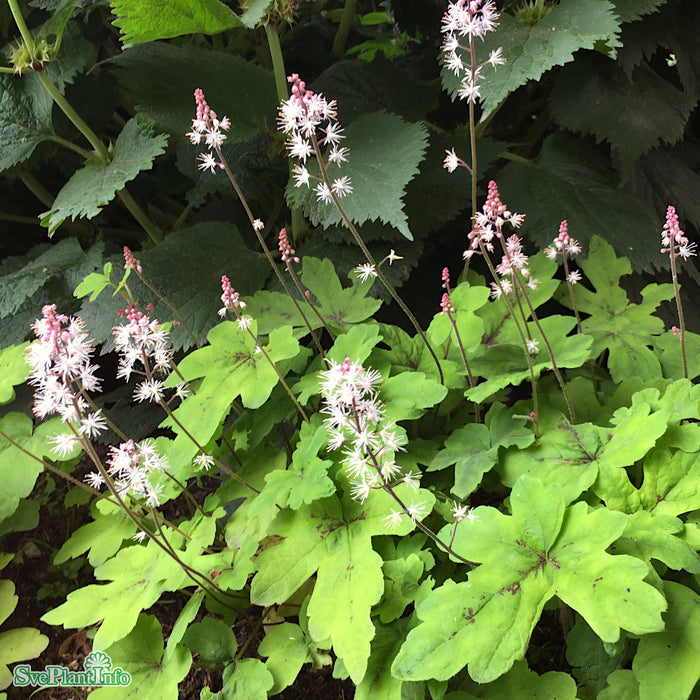Tiarella 'Spring Symphony' A-kval