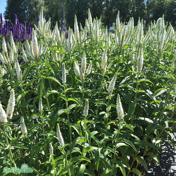 Veronica longifolia 'First Lady' A-kval