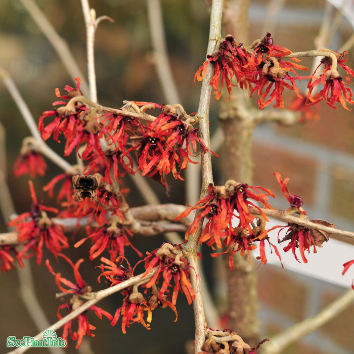 Hamamelis x intermedia 'Diane' Solitär C20 100-125cm
