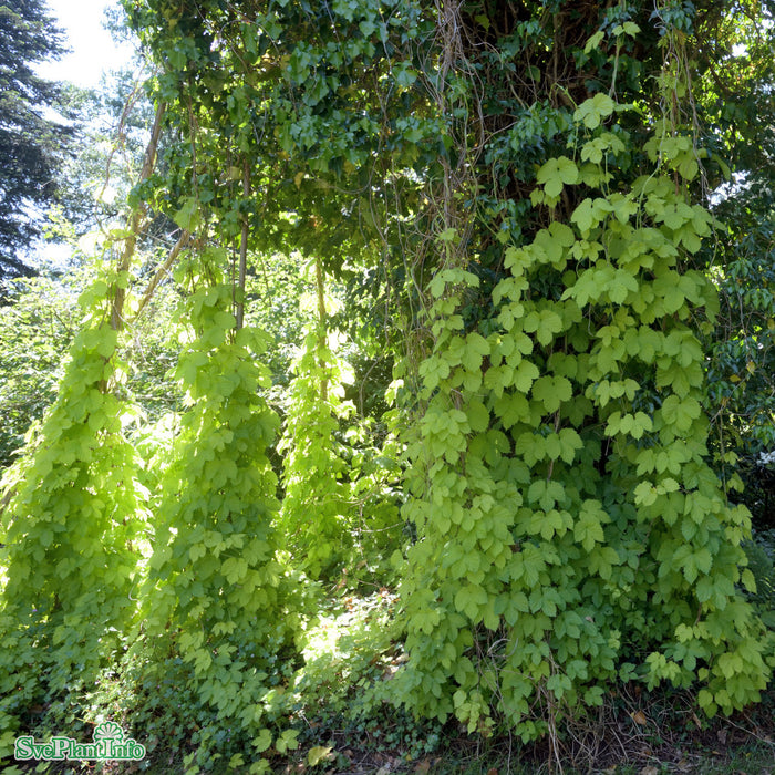 Humulus lupulus 'Aureus'