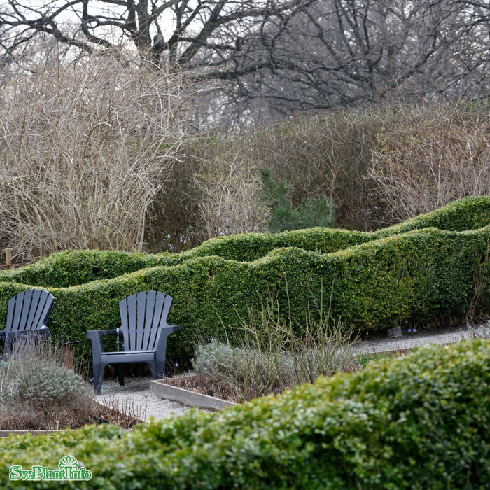 Buxus sempervirens Klotform 44-46cm