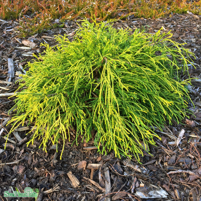 Chamaecyparis pisifera 'Sungold' D4 25-30cm