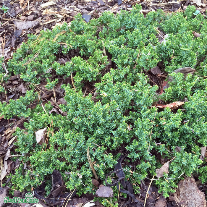 Juniperus procumbens 'Nana' C 4,6 30-40cm