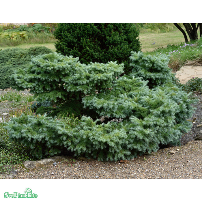 Larix kaempferi 'Blue Dwarf' Stam C10 90cm