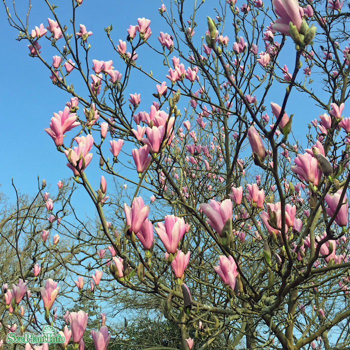 Magnolia (Liliiflora) 'Heaven Scent' Högstam Kl So 18-20