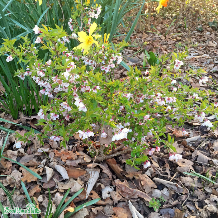 Prunus incisa 'Kojou-no-mai' Stam C10 120cm