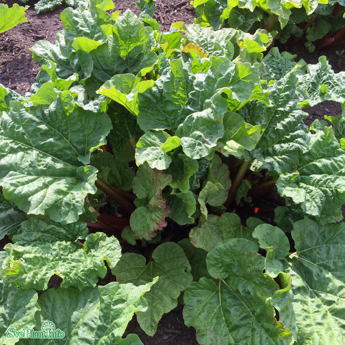 Rheum rhabarbarum 'Victoria' A-kval C2