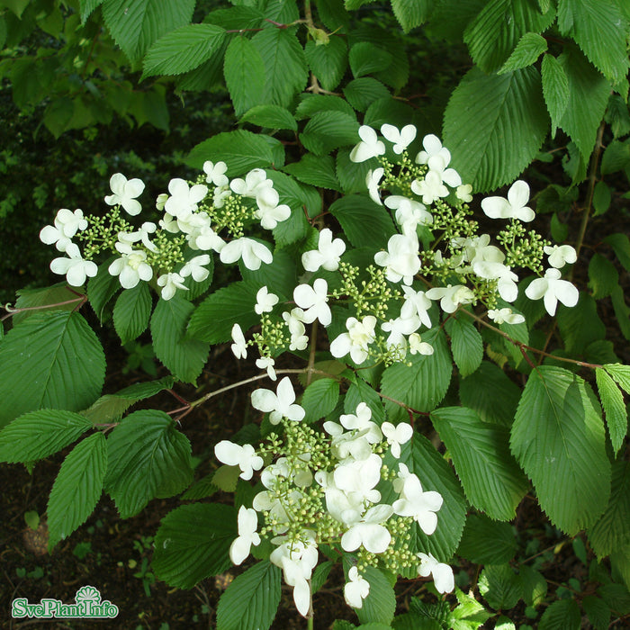 Viburnum plicatum f. tomentosum 'Mariesii' C4,6 30-40cm