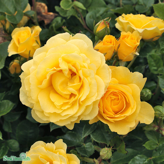 Rosa 'Gripsholm' A kval C4