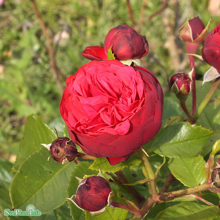 Rosa 'Piano' A-Kval C4