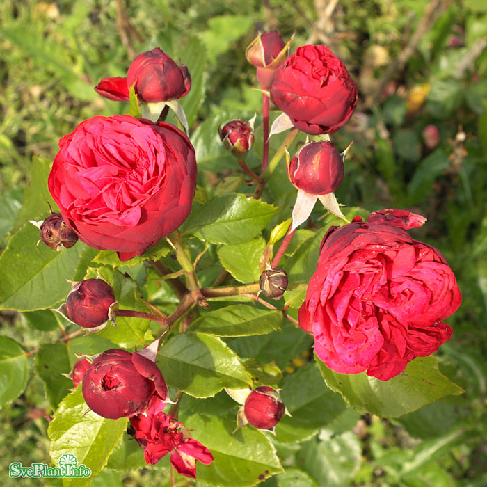 Rosa 'Piano' A-Kval C4