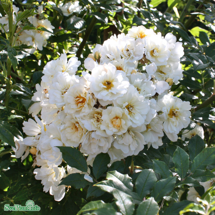 Rosa (Helenae) 'Hybrida' A-kval C7,5