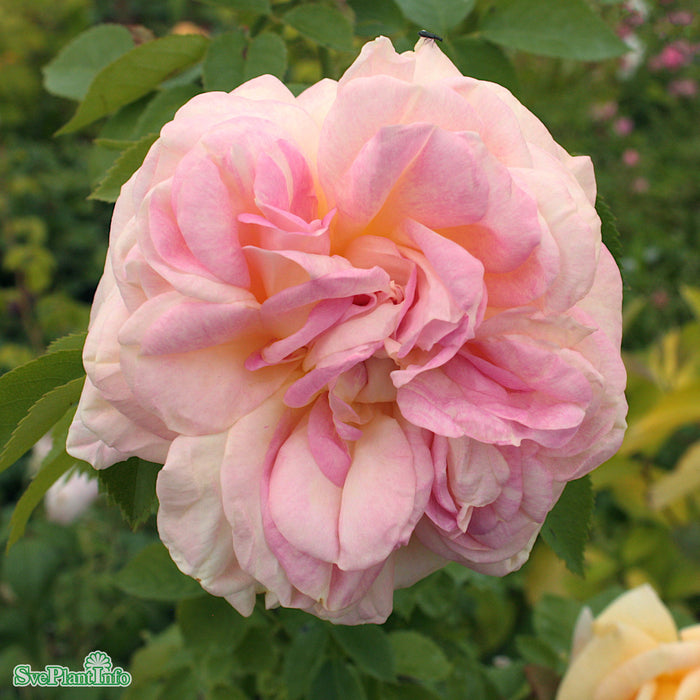 Rosa 'Alchymist' C4,5