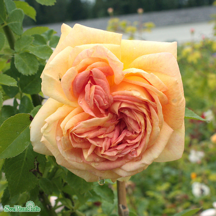 Rosa 'Alchymist' C4,5