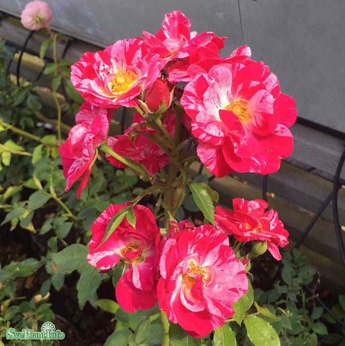 Rosa 'Candy Cover' A kval C4