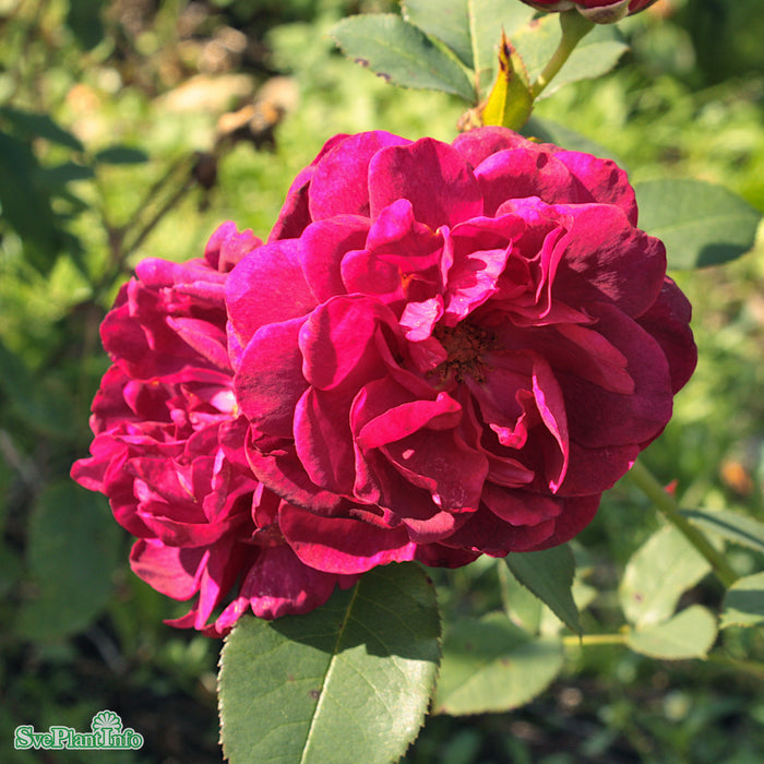 Rosa 'Darcey Bussell' A-kval C6