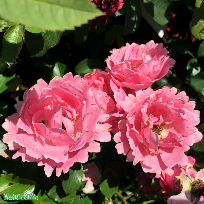 Rosa 'Sommerwind' A kval C4