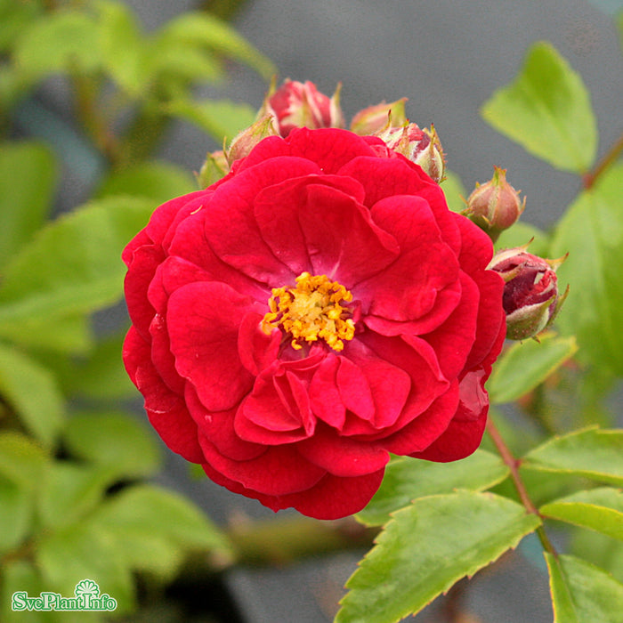 Rosa 'Fairy Dance' A-kval C4