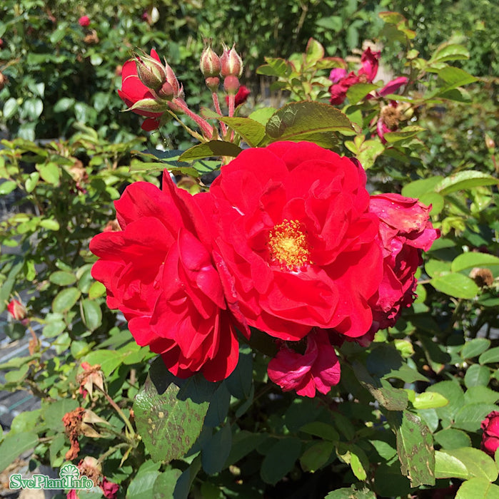 Rosa rugosa 'Hansaland' A kval C4