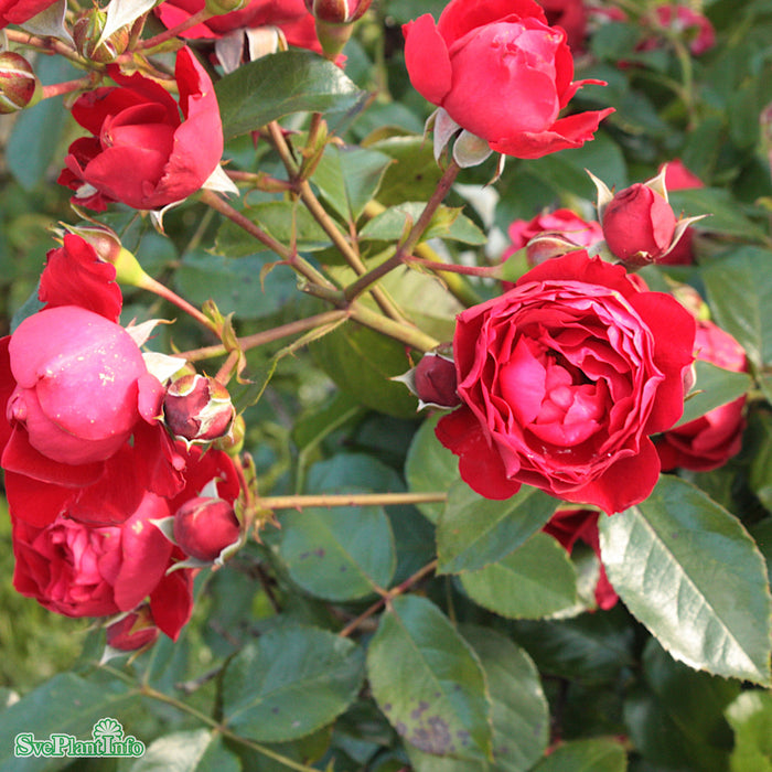 Rosa 'Florentina' A kval C4