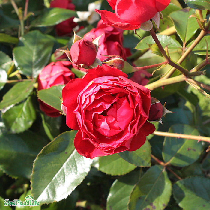 Rosa 'Florentina' A kval C4