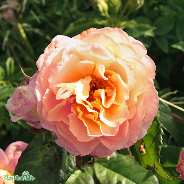 Rosa 'Augusta Luise' A kval C4