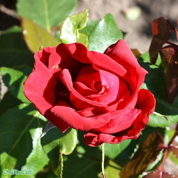 Rosa 'Isabella Rossellini' A kval C4