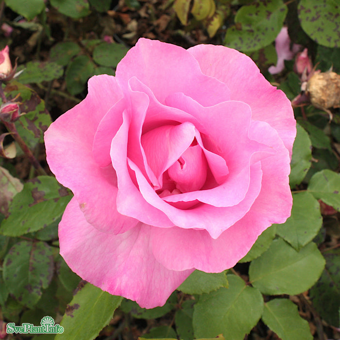 Rosa 'Paul Mc Cartney' A kval C4