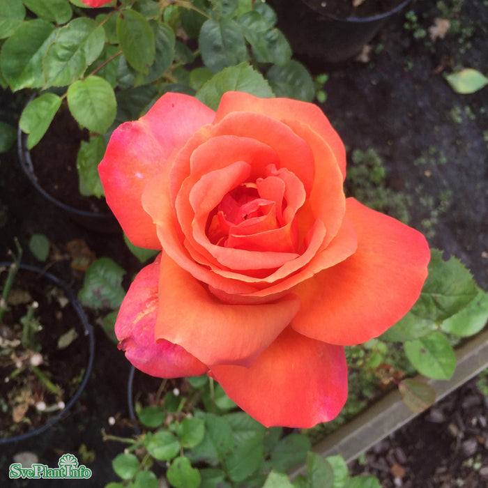 Rosa 'Troika' A kval C4