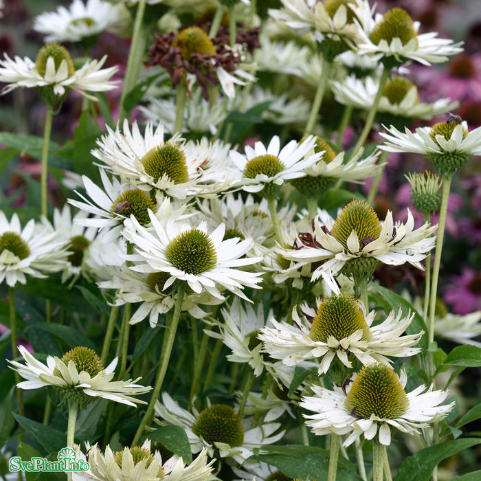 Echinacea purpurea 'Virgin' A-kval