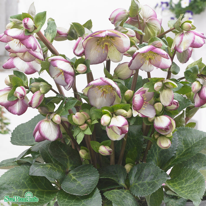 Helleborus ericsmithii 'Glenda's Gloss' A-kval