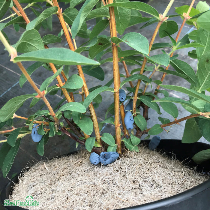 Lonicera caerulea var. kamt. 'Balalaika' Busk C3,5