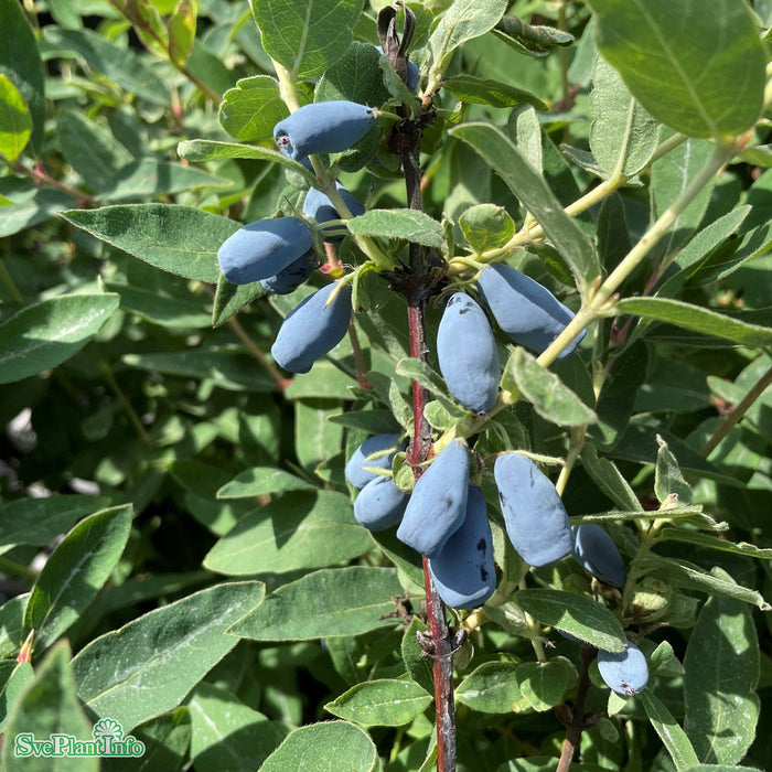 Lonicera caerulea var. kamtschatica 'Aurora' C3,5