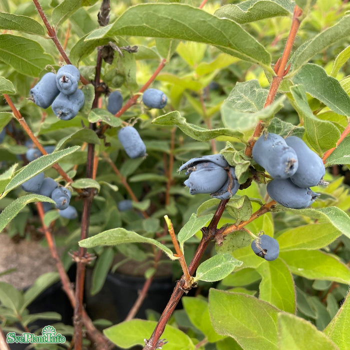 Lonicera kamtulipifera 'Myberry Bee' syn. Borealis C5