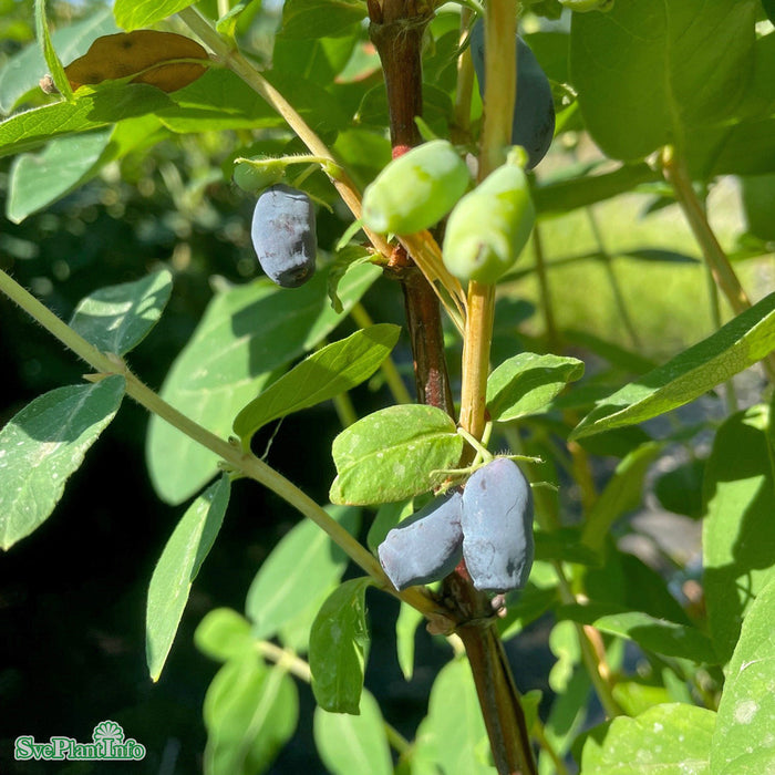 Lonicera caerulea var. kamtschatica 'Honey Bee' C3,5