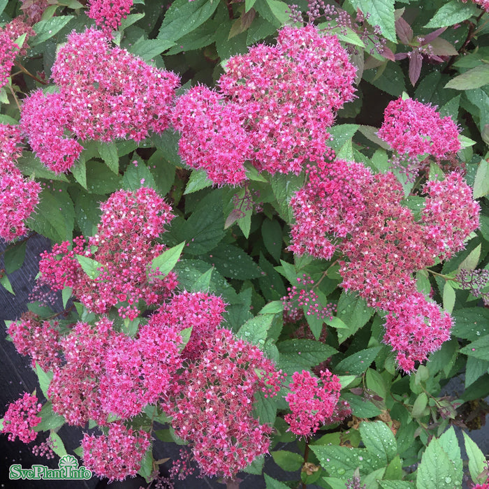 Spiraea japonica 'Double Play Red' C5