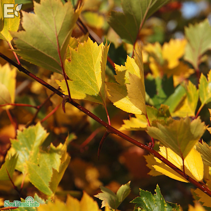 Crataegus flab. var. gray. fk Uppsala E C5