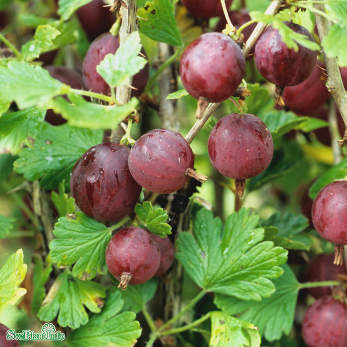 Ribes uva-crispa 'Hinnonmäki Röd' D3,4 30-40cm