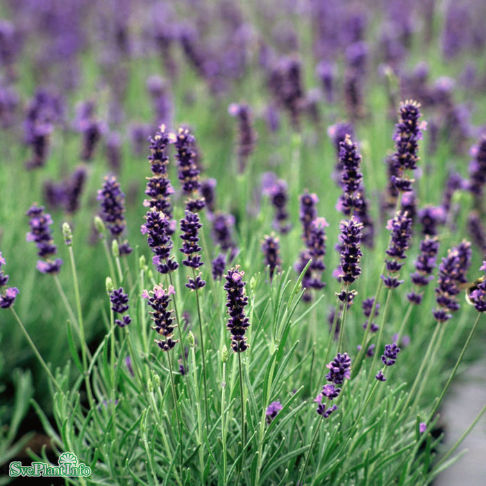 Lavandula angustifolia 'Hidcote' A-kval C3