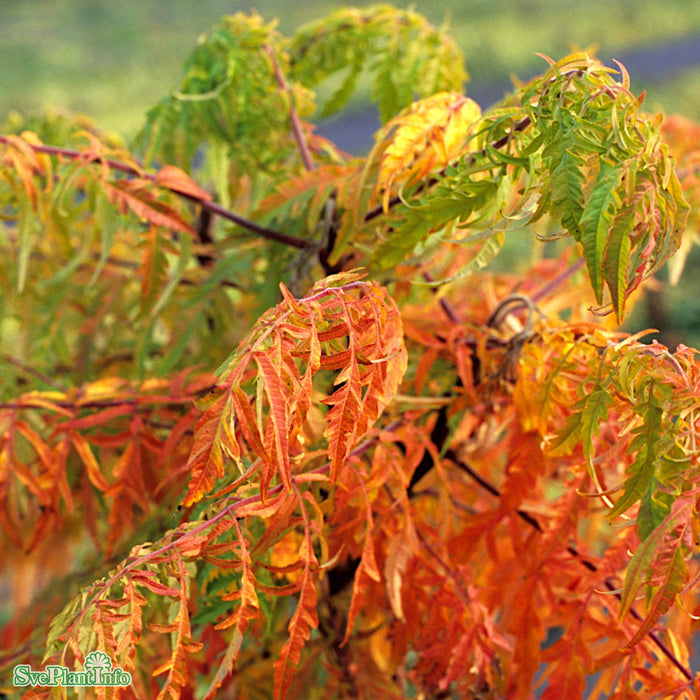 Rhus typhina TIGER EYES Busk C12 60-80cm