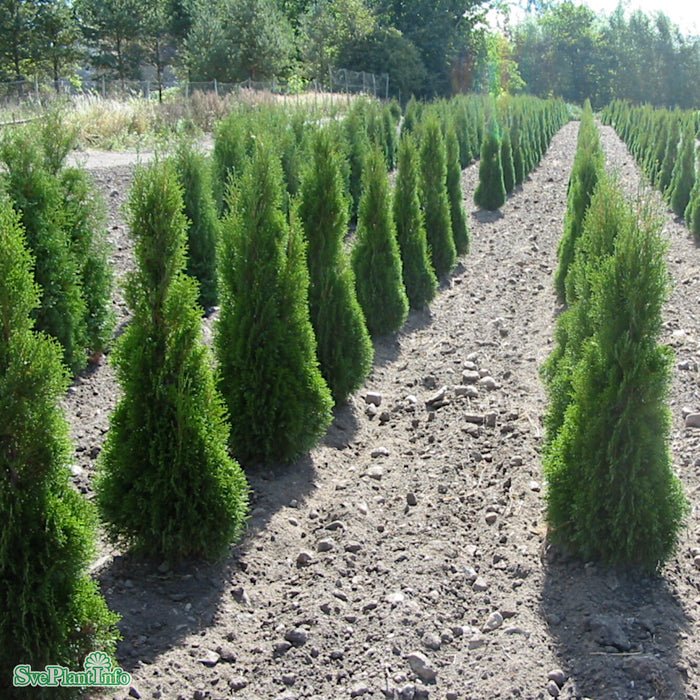 Thuja occidentalis 'Smaragd' C5 80-100cm