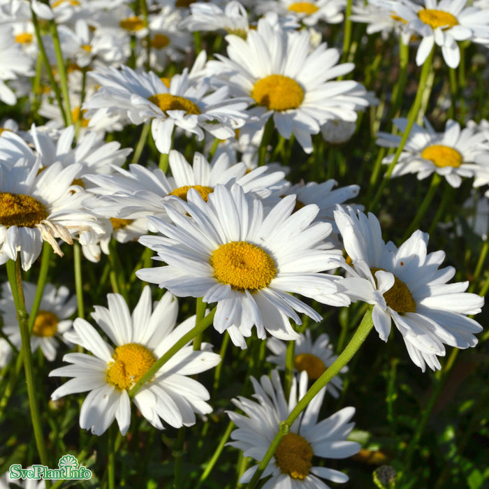 Leucanthemum superbum 'Bröllopsgåvan' Grönt Kulturarv A-kval