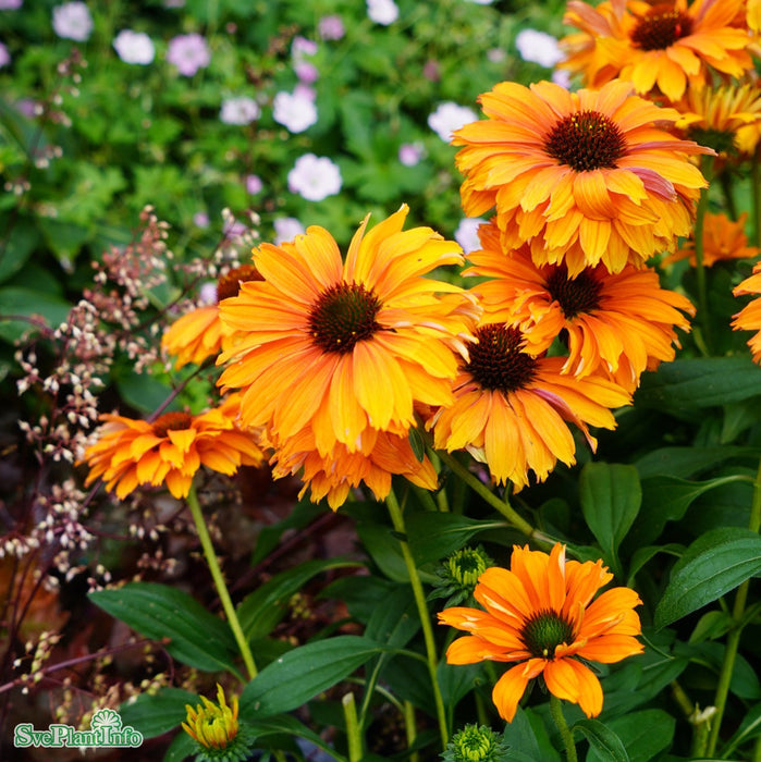Echinacea 'SunSeekers Mineola' A-kval