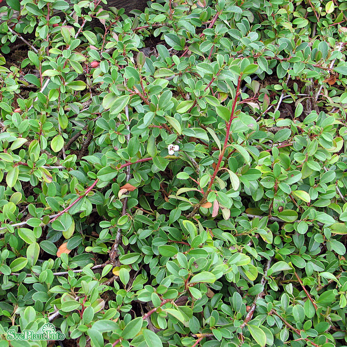 Cotoneaster radicans 'Eichholz' Busk C 20-30cm