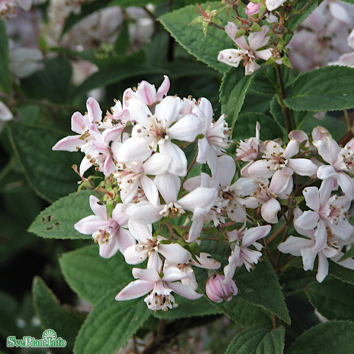 Deutzia x hybrida 'Mont Rose' Solitär C10 80-100cm