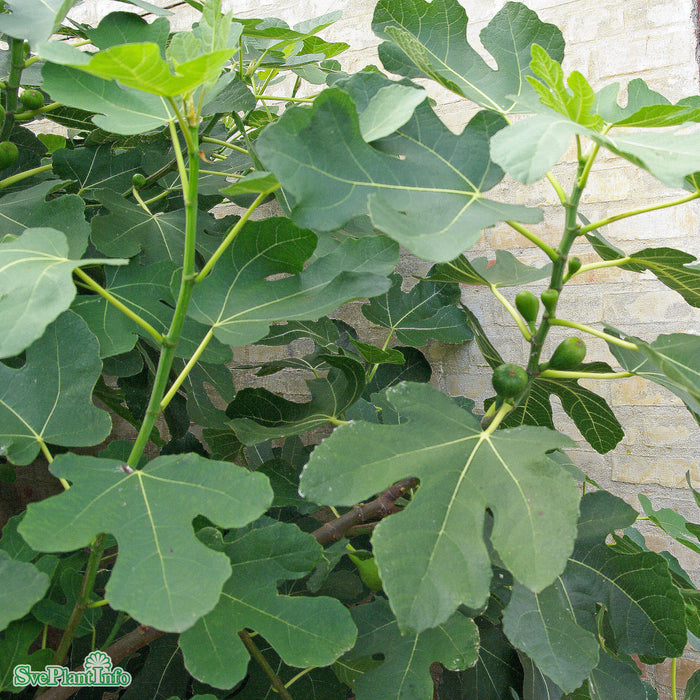 Ficus carica 'Brown Turkey' C18 XXL Högstam 125cm