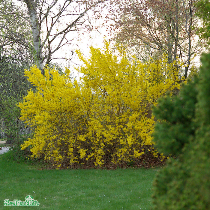Forsythia x intermedia 'Lynwood' Busk C5